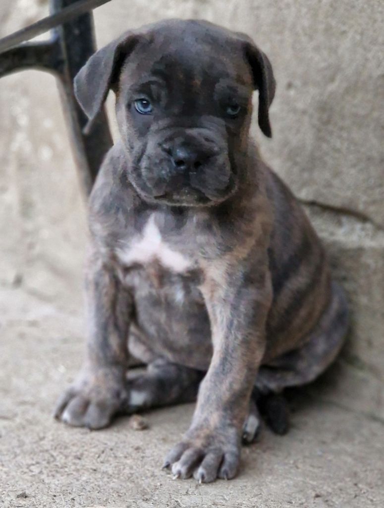 Du Royaume D'kera - Chiot disponible  - Cane Corso