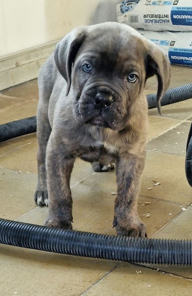 Du Royaume D'kera - Chiot disponible  - Cane Corso