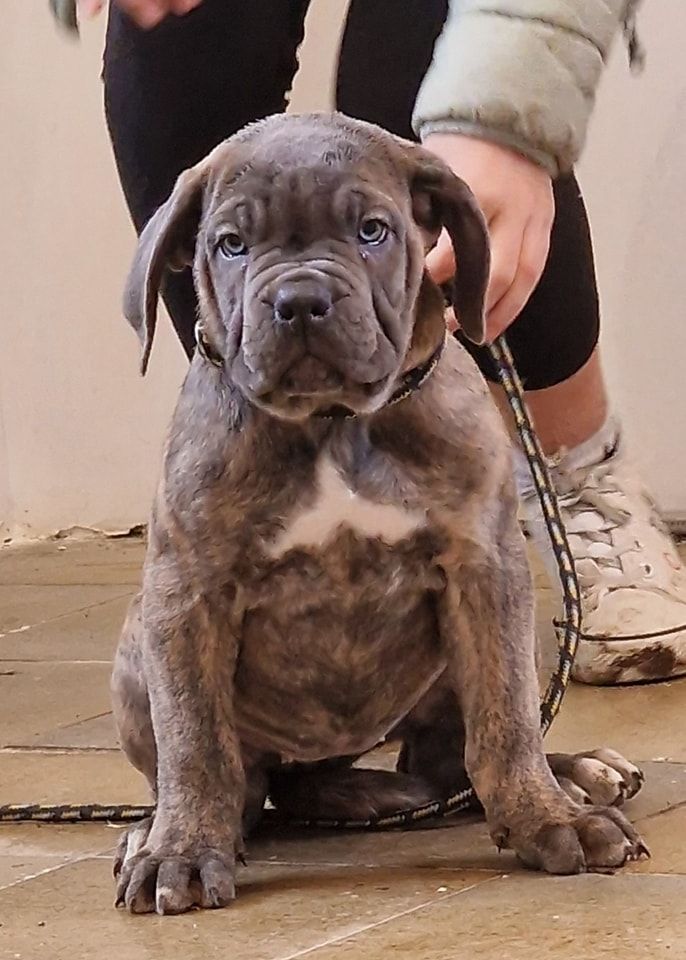 Du Royaume D'kera - Chiot disponible  - Cane Corso