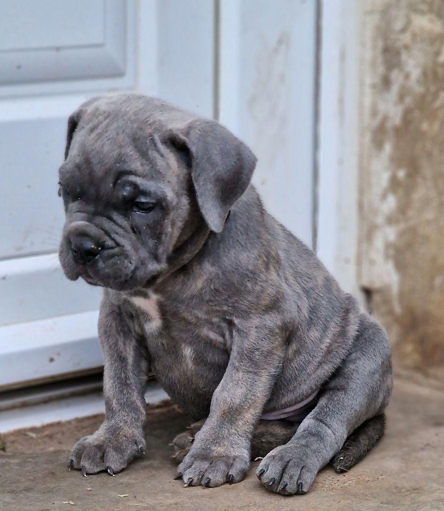 Du Royaume D'kera - Chiot disponible  - Cane Corso